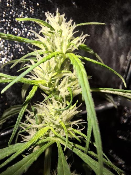 Ivory Coast Landrace - Love of Landrace. Week 10