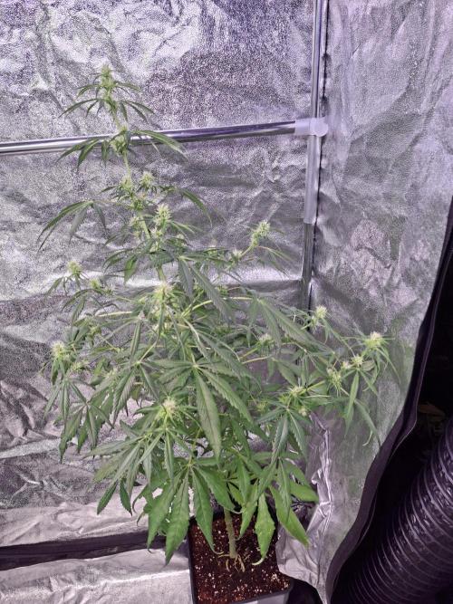 Ivory Coast Landrace - Love of Landrace. Week 10