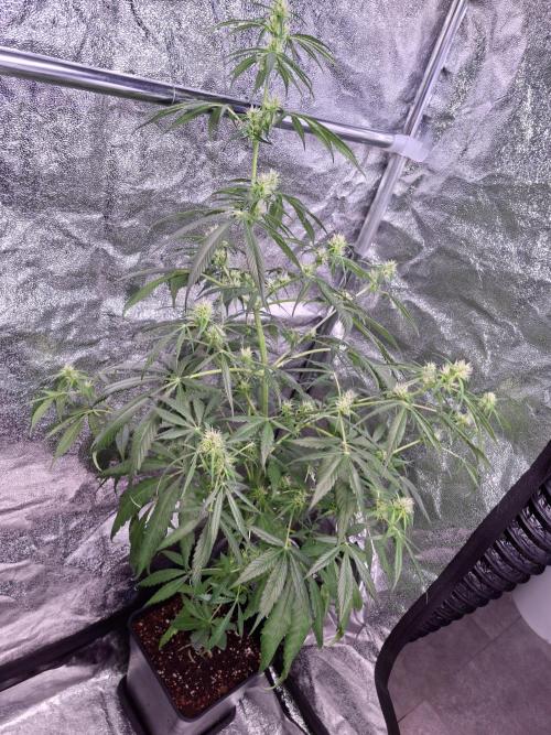 Ivory Coast Landrace - Love of Landrace. Week 10