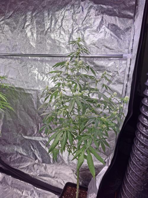 Ivory Coast Landrace - Love of Landrace. Week 10