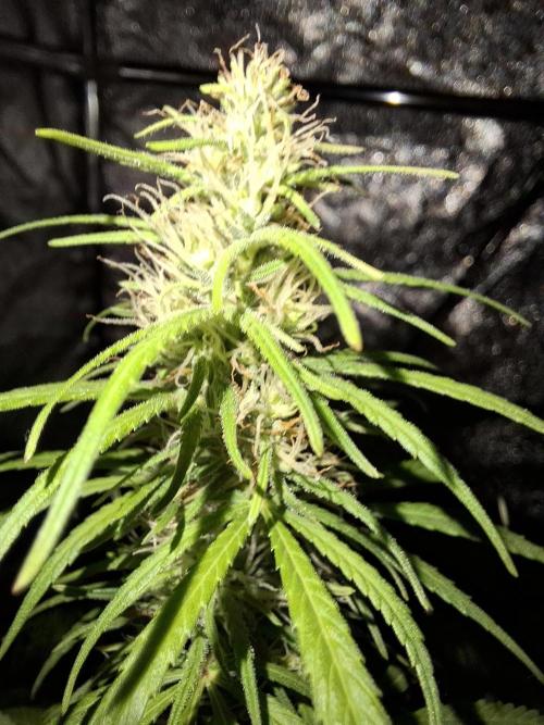 80s Durban Poison - Love of Landrace. Week 12