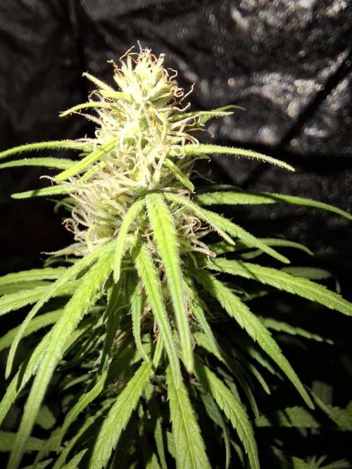 80s Durban Poison - Love of Landrace. Week 12