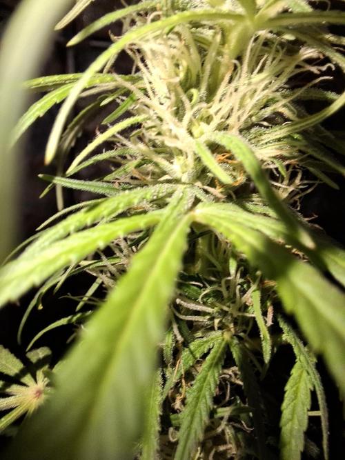 80s Durban Poison - Love of Landrace. Week 12