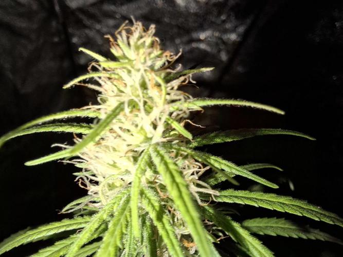 80s Durban Poison - Love of Landrace. Week 12
