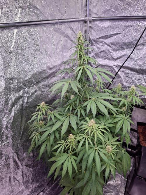 80s Durban Poison - Love of Landrace. Week 12