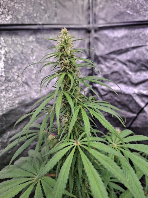 80s Durban Poison - Love of Landrace. Week 12