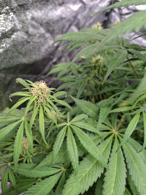 80s Durban Poison - Love of Landrace. Week 12