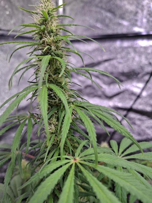 80s Durban Poison - Love of Landrace. Week 12