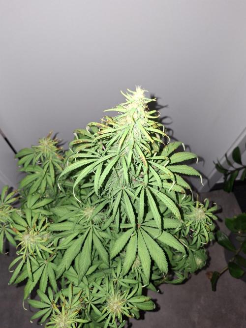 80s Durban Poison - Love of Landrace. Week 13