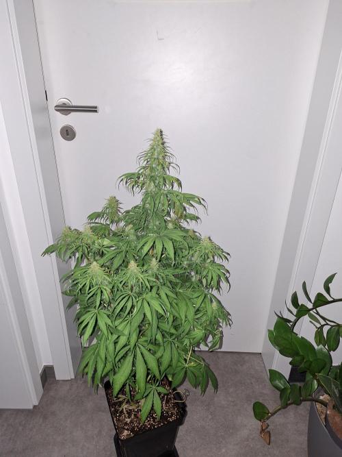 80s Durban Poison - Love of Landrace. Week 13