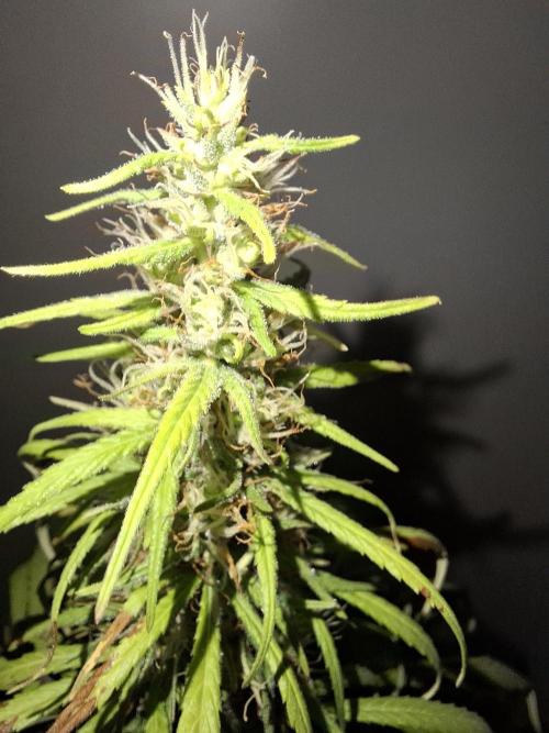 80s Durban Poison - Love of Landrace. Week 13