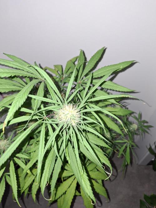 Ivory Coast Landrace - Love of Landrace. Week 11