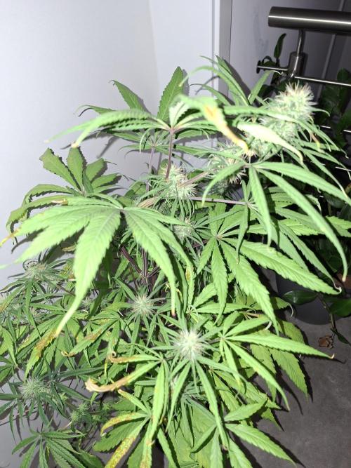 Ivory Coast Landrace - Love of Landrace. Week 11