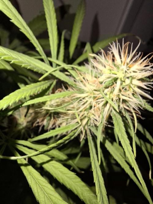 Ivory Coast Landrace - Love of Landrace. Week 11