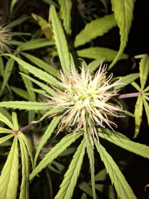 Ivory Coast Landrace - Love of Landrace. Week 11