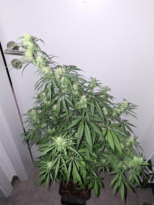 Nigerian Sativa #2 - Love of Landrace. Week 13