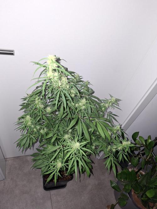 Nigerian Sativa #2 - Love of Landrace. Week 13