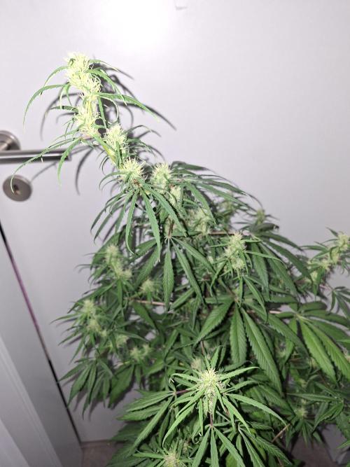 Nigerian Sativa #2 - Love of Landrace. Week 13