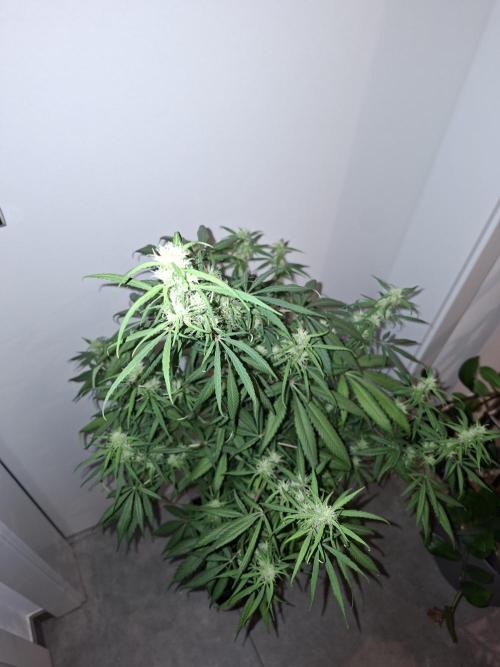 Nigerian Sativa #2 - Love of Landrace. Week 13