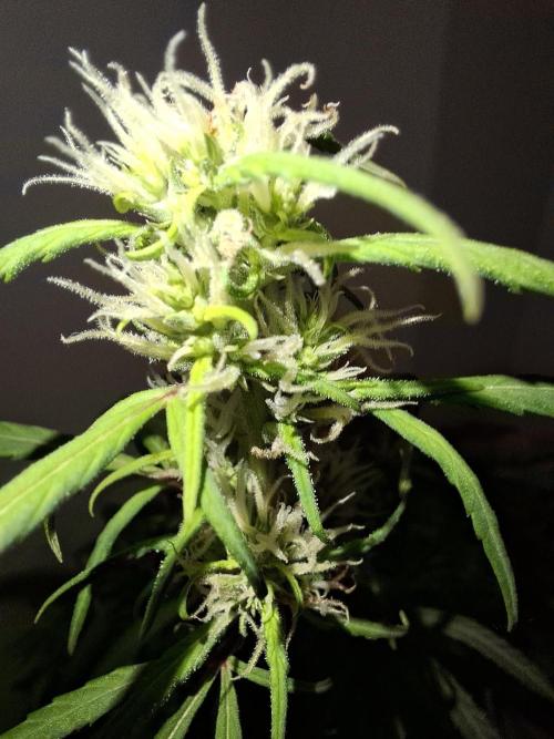 Nigerian Sativa #2 - Love of Landrace. Week 13