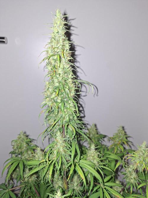 80s Durban Poison - Love of Landrace. Week 15