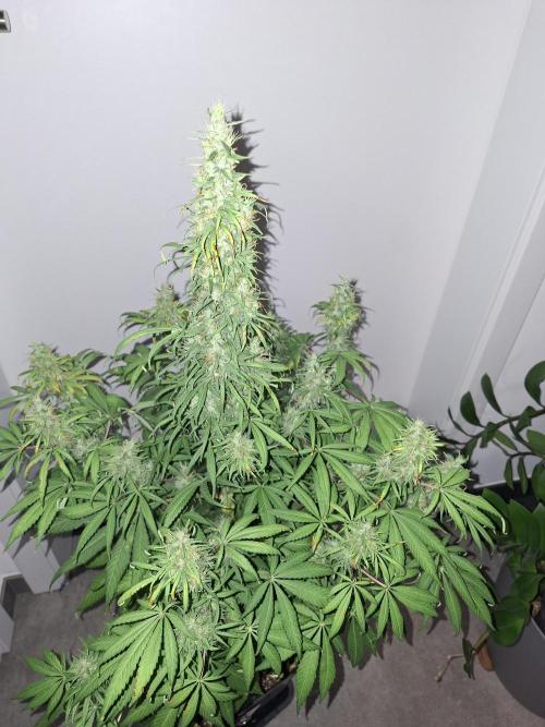 80s Durban Poison - Love of Landrace. Week 15