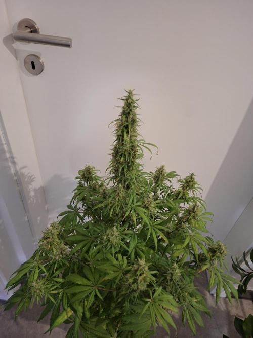 80s Durban Poison - Love of Landrace. Week 15
