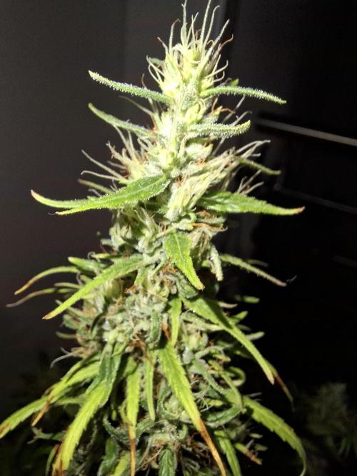80s Durban Poison - Love of Landrace. Week 15