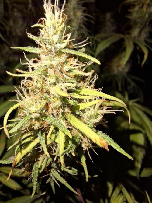 80s Durban Poison - Love of Landrace. Week 15