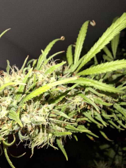 80s Durban Poison - Love of Landrace. Week 15