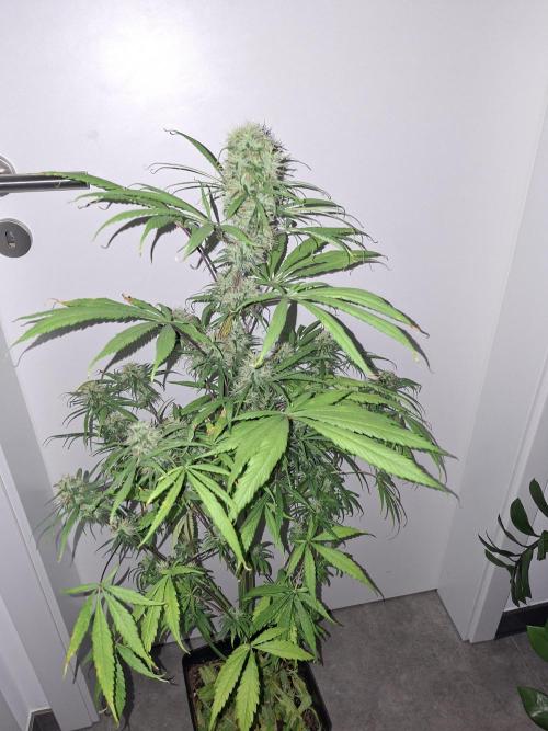 Nigerian Sativa #2 - Love of Landrace. Week 15