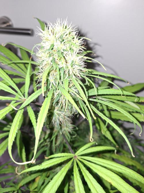 Nigerian Sativa #2 - Love of Landrace. Week 15