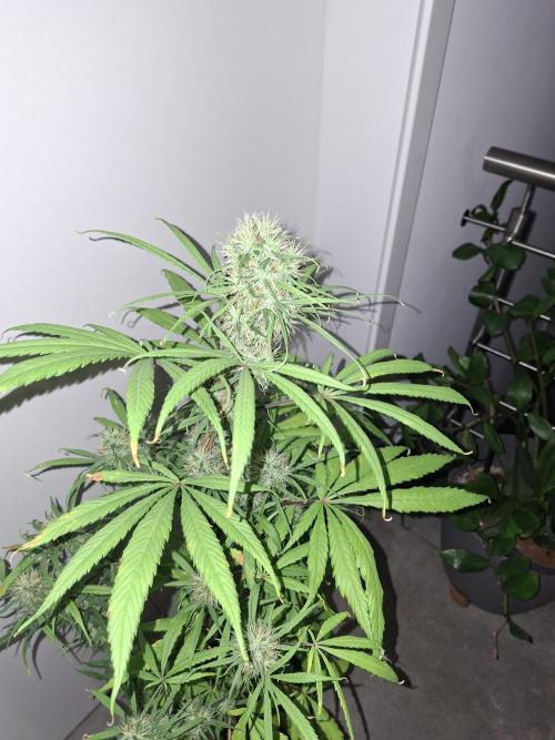 Nigerian Sativa #2 - Love of Landrace. Week 15
