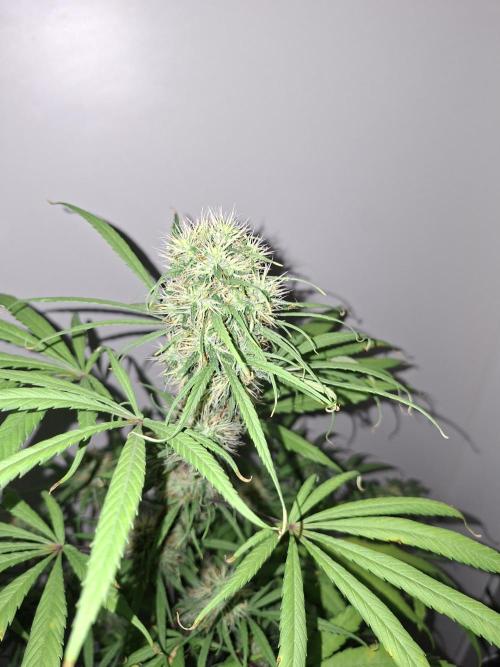 Nigerian Sativa #2 - Love of Landrace. Week 15