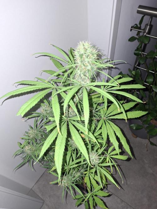Nigerian Sativa #2 - Love of Landrace. Week 15
