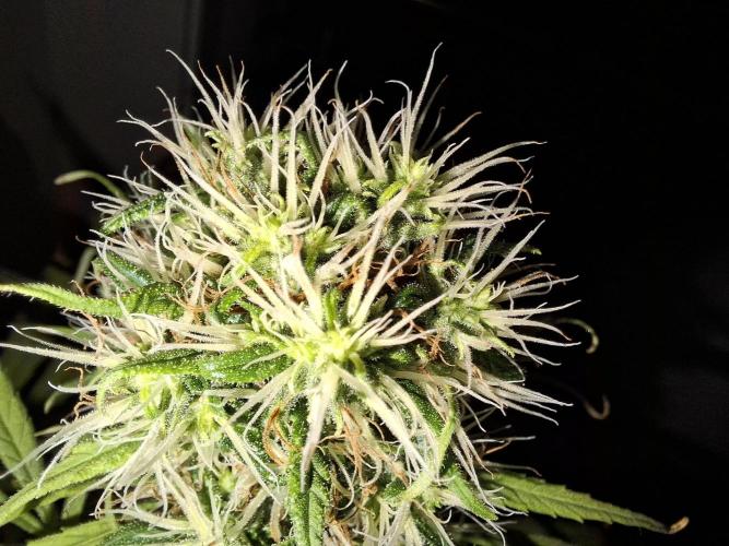 Nigerian Sativa #2 - Love of Landrace. Week 15