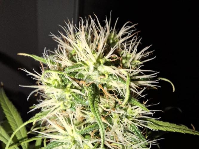 Nigerian Sativa #2 - Love of Landrace. Week 15