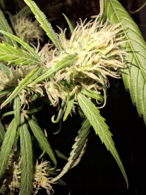 Ivory Coast Landrace - Love of Landrace. Week 13