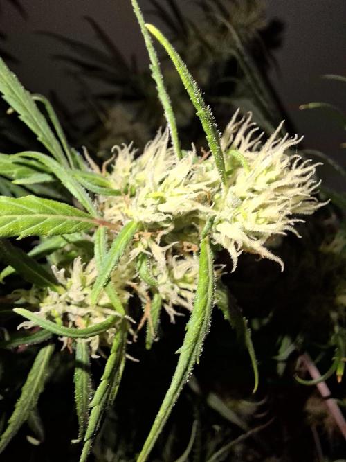 Ivory Coast Landrace - Love of Landrace. Week 13