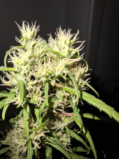 Ivory Coast Landrace - Love of Landrace. Week 13
