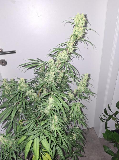 Ivory Coast Landrace - Love of Landrace. Week 13