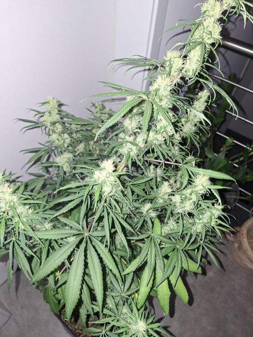 Ivory Coast Landrace - Love of Landrace. Week 13