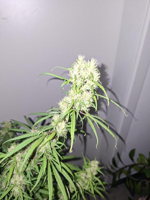 Ivory Coast Landrace - Love of Landrace. Week 13