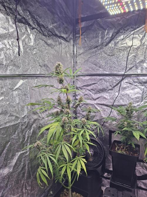 Nigerian Sativa #2 - Love of Landrace. Week 16