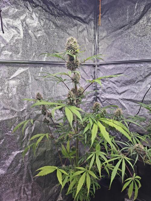 Nigerian Sativa #2 - Love of Landrace. Week 16