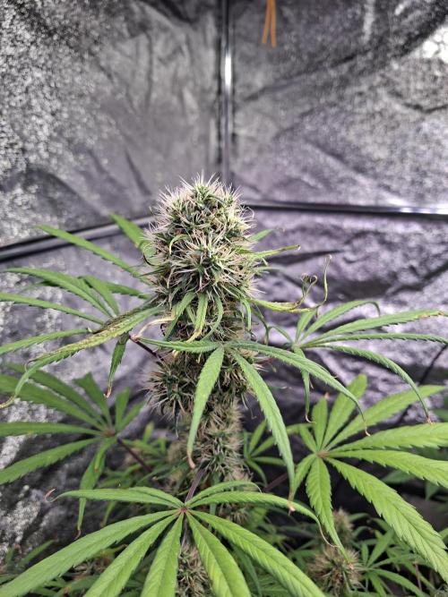 Nigerian Sativa #2 - Love of Landrace. Week 16