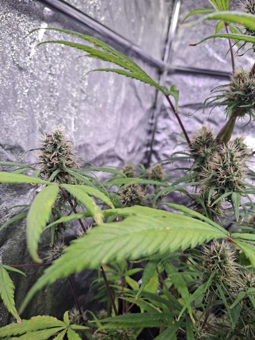 Nigerian Sativa #2 - Love of Landrace. Week 16