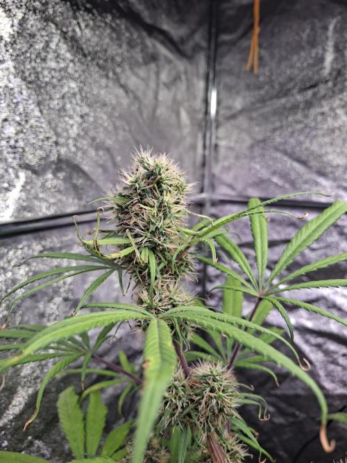 Nigerian Sativa #2 - Love of Landrace. Week 16
