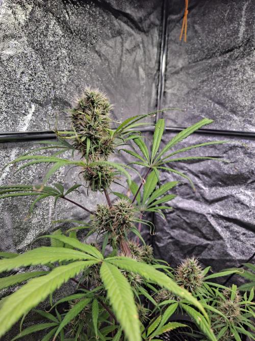 Nigerian Sativa #2 - Love of Landrace. Week 16