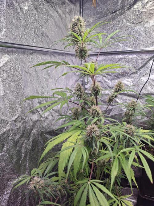 Nigerian Sativa #2 - Love of Landrace. Week 16